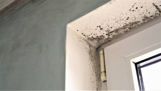 Best Crawl Space Mold Remediation  in Spotswood, NJ