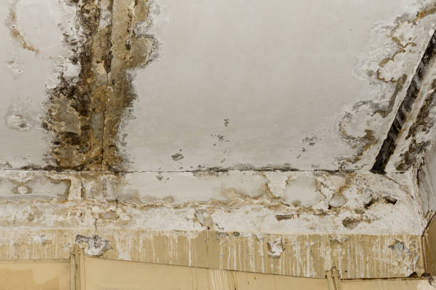 Best Mold Documentation for Insurance Claims  in Spotswood, NJ