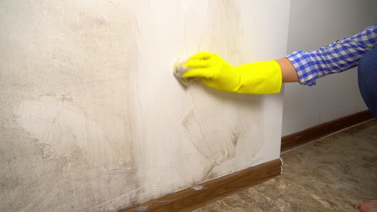 Best Black Mold Removal  in Spotswood, NJ