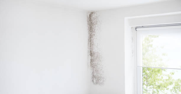 Best Mold Odor Removal Services  in Spotswood, NJ