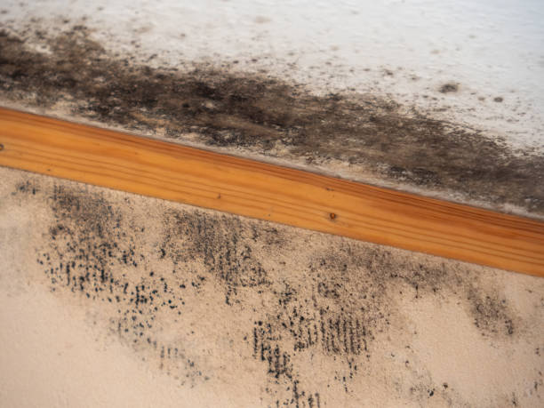 Best Residential Mold Inspection & Testing  in Spotswood, NJ