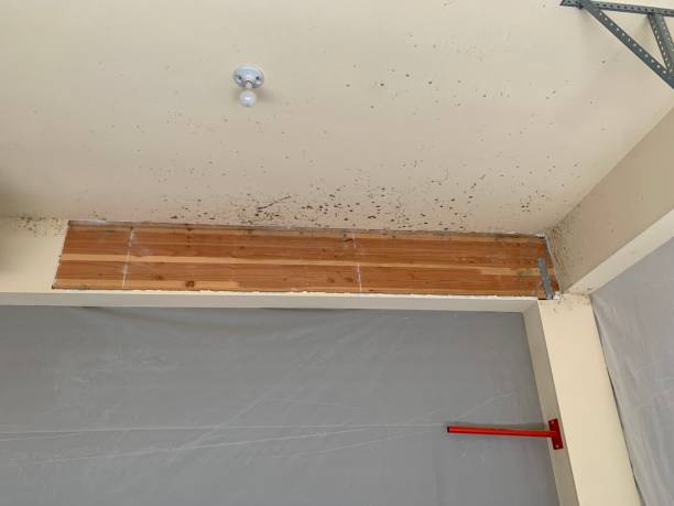 Best Emergency Mold Remediation  in Spotswood, NJ