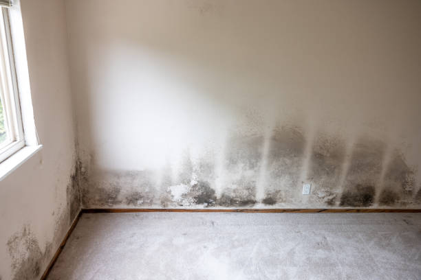 Mold Odor Removal Services in Spotswood, NJ