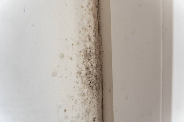 Best Indoor Air Quality Assessment  in Spotswood, NJ