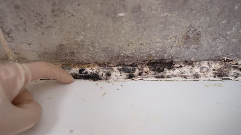  Spotswood, NJ Mold Removal Pros